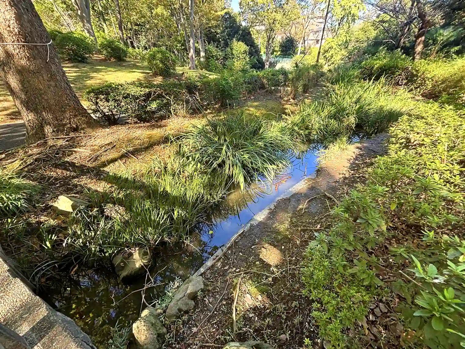 桜山下の水路
