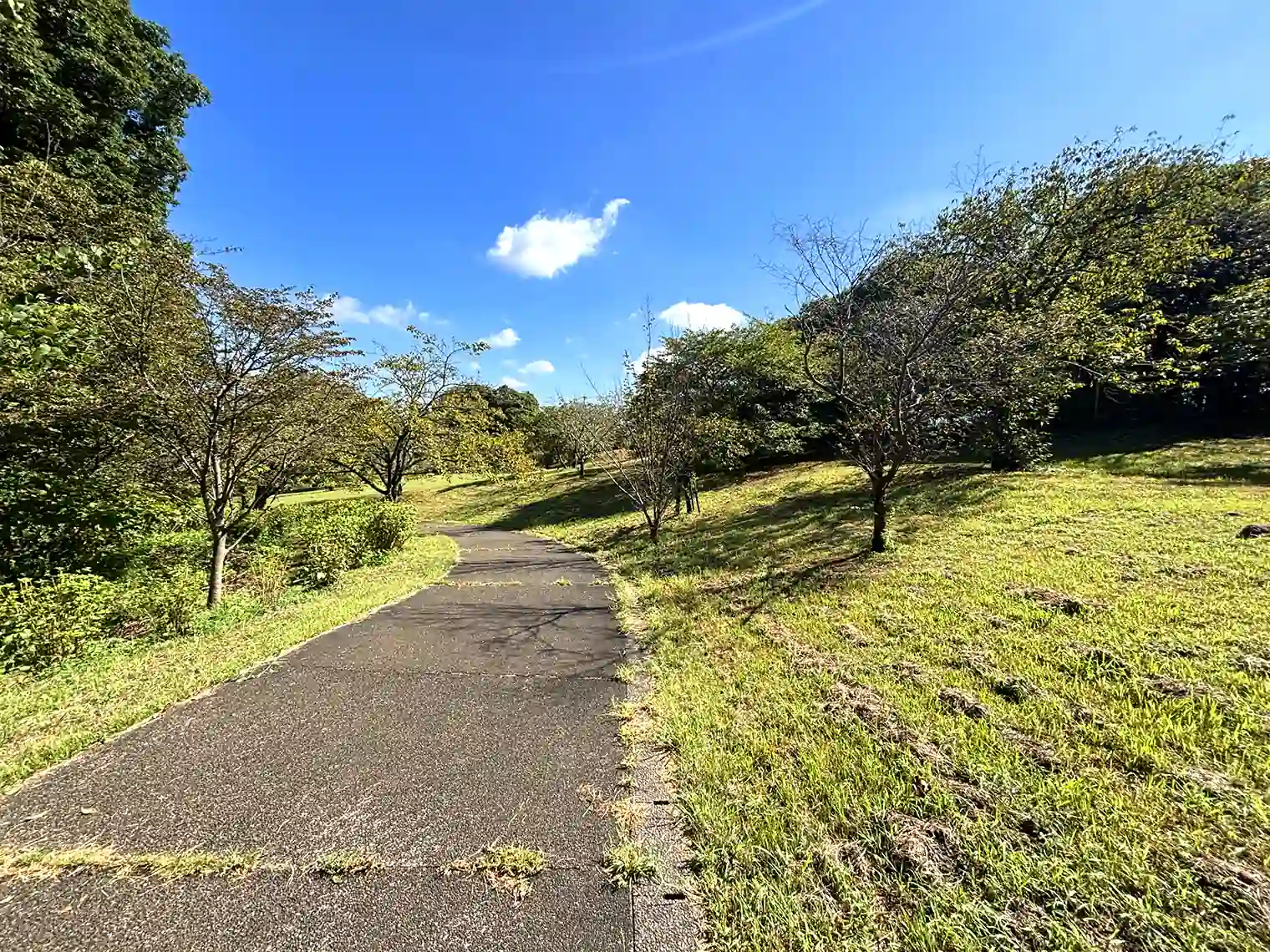 さくらの谷の遊歩道