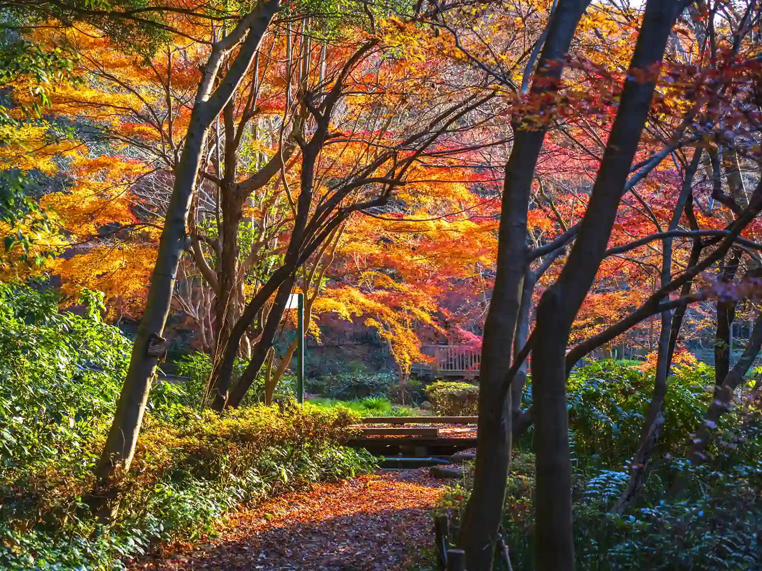 夕暮れと紅葉［PIXTA画像］
