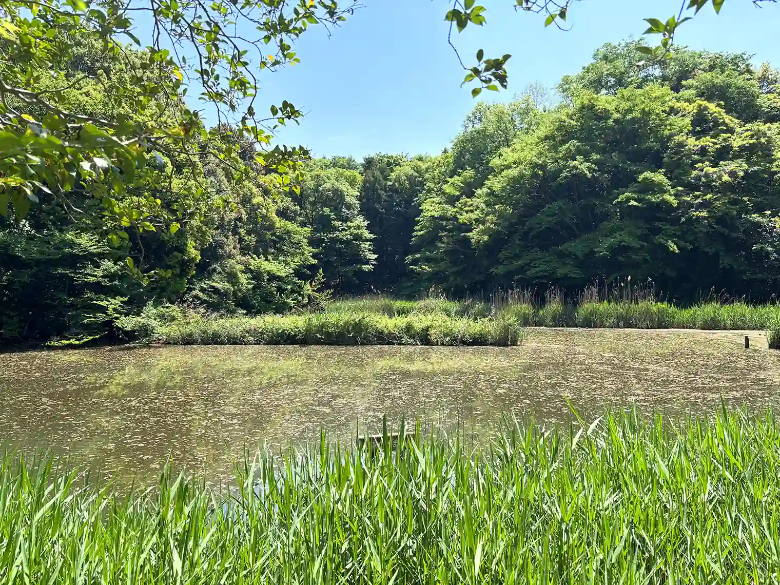 鴨池