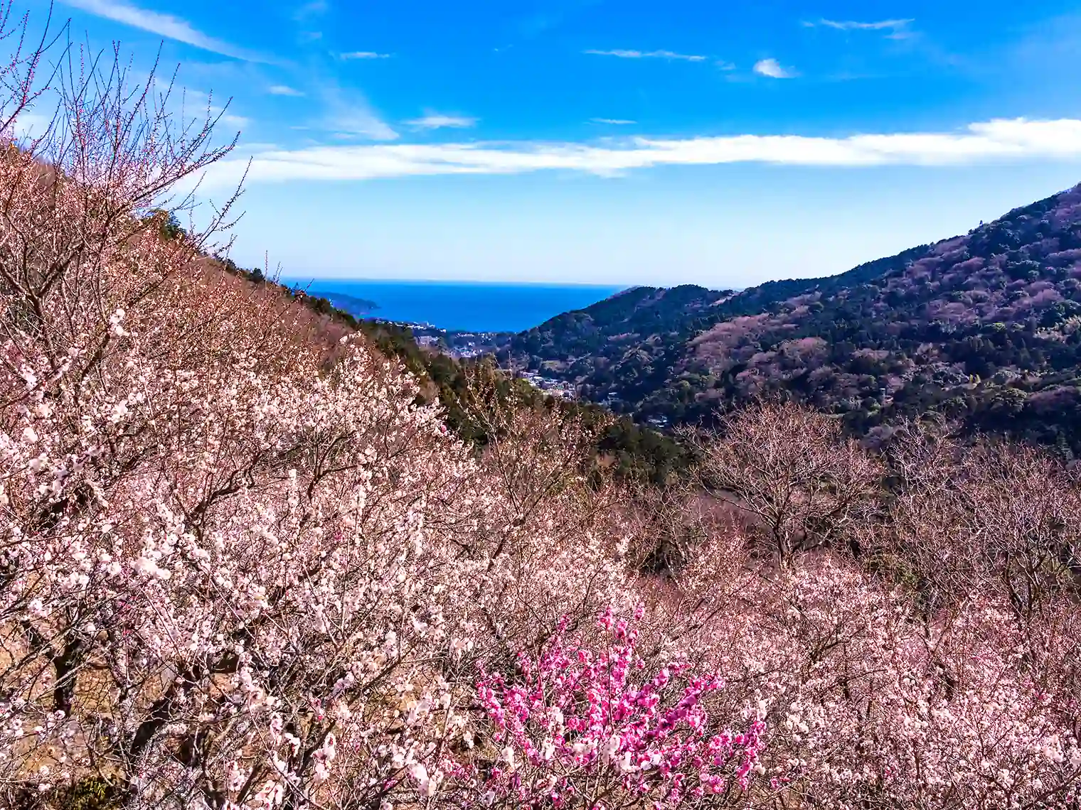 幕山から見れる相模湾［PIXTA画像］