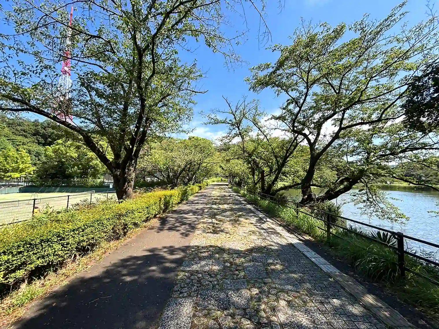下の池と遊歩道