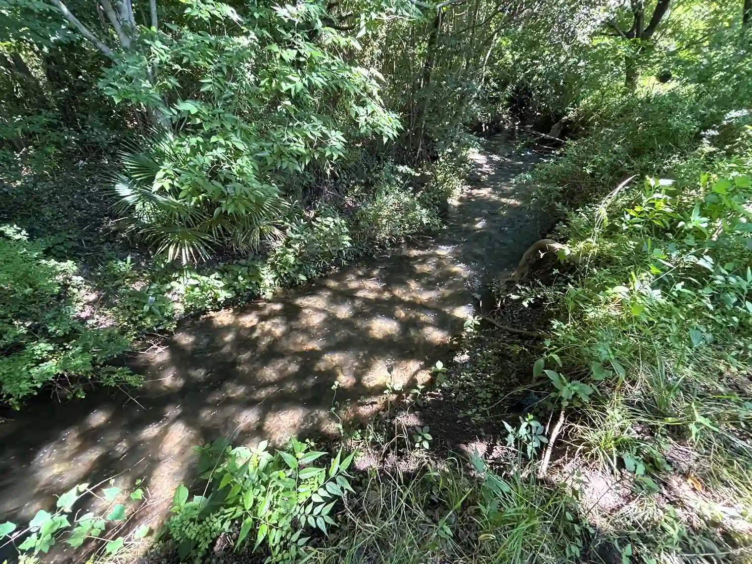 せせらぎの森の小川