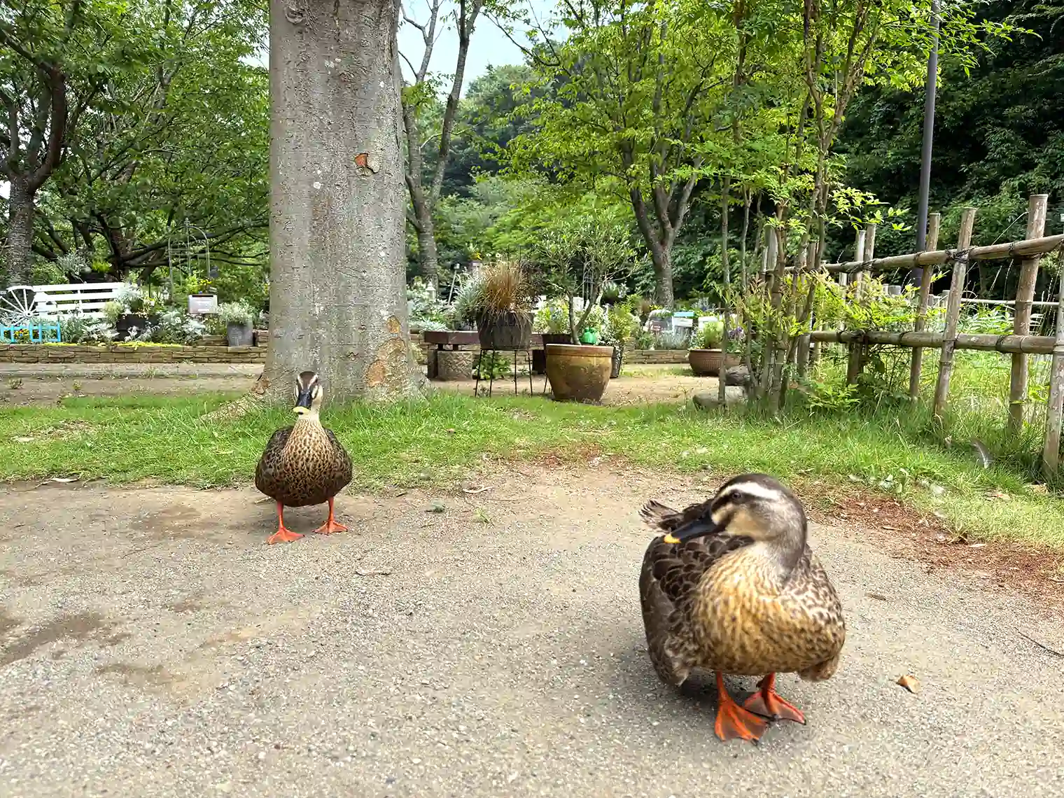 管理事務所前にいた鴨？アヒル？