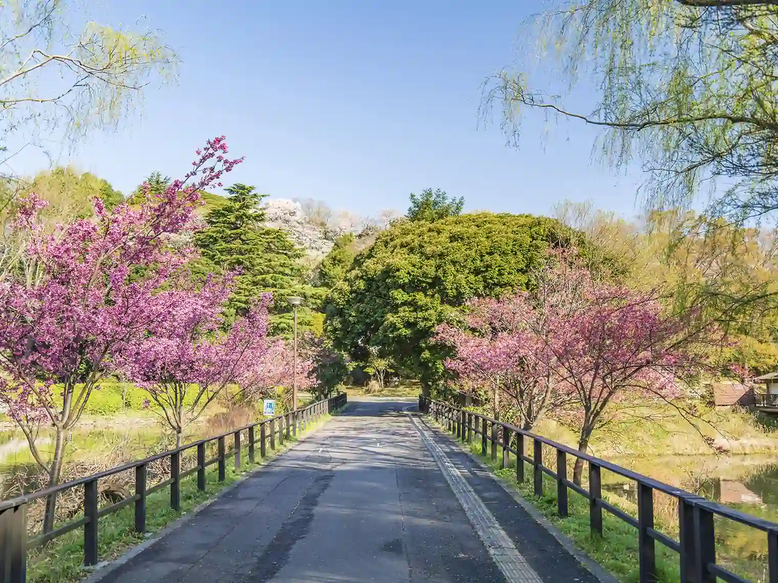 右が下の池・左が中の池［PIXTA画像］
