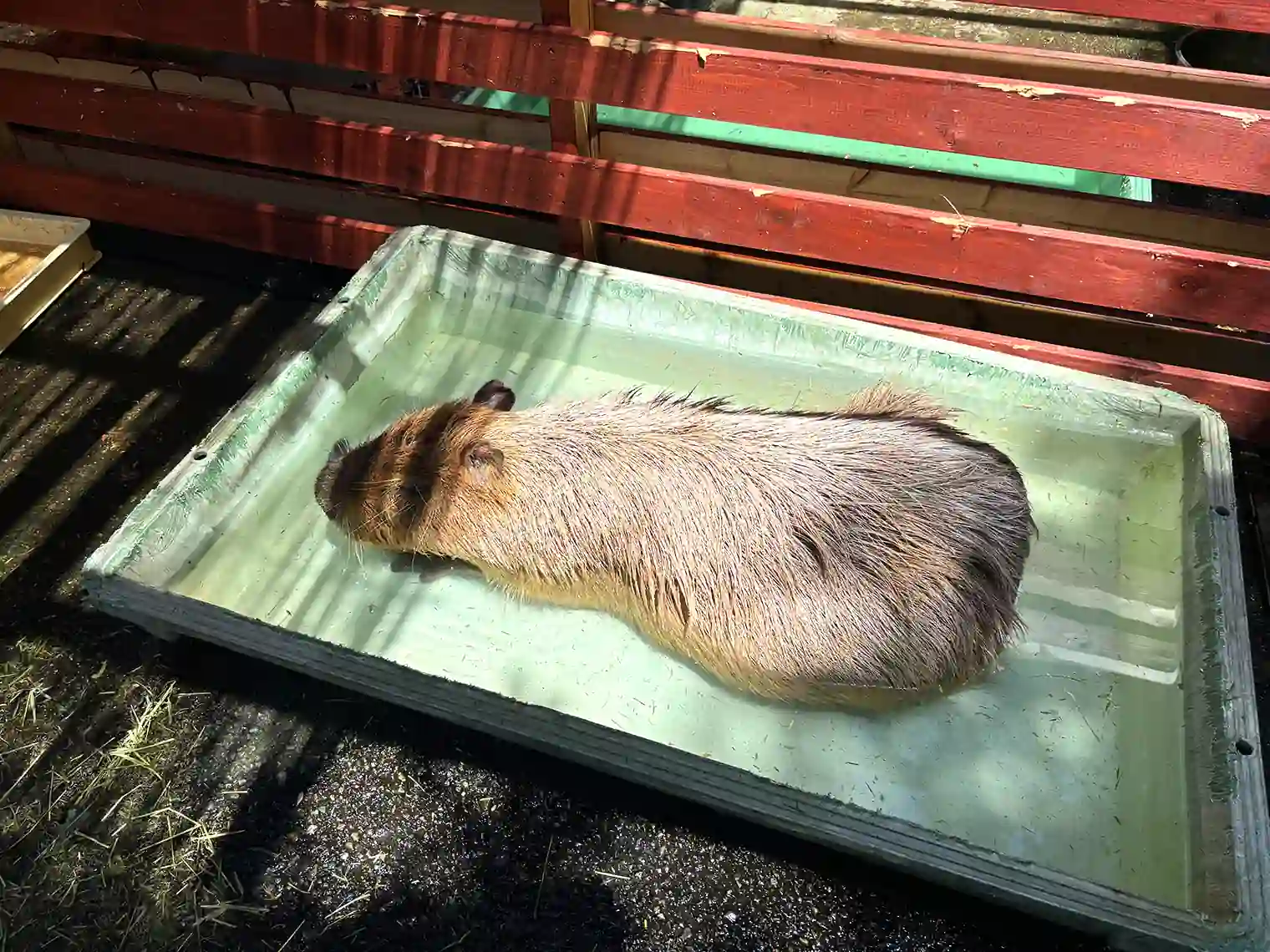 カピバラ