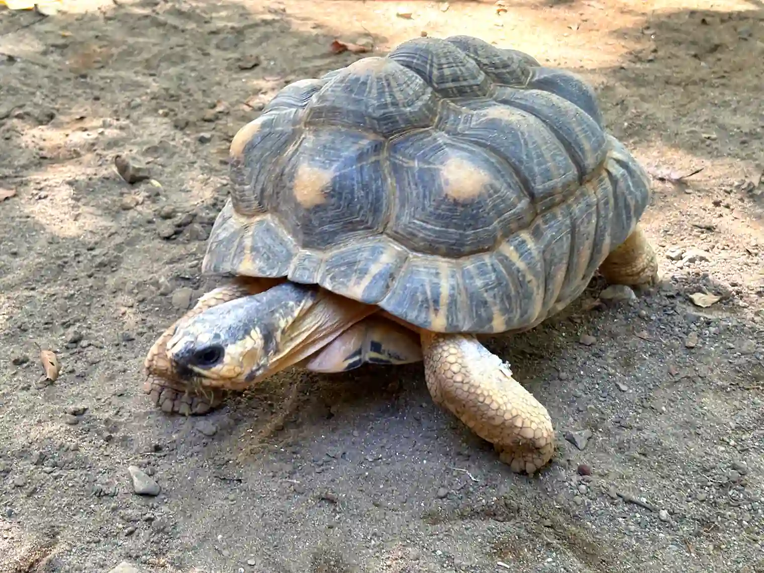 ケヅメリクガメ
