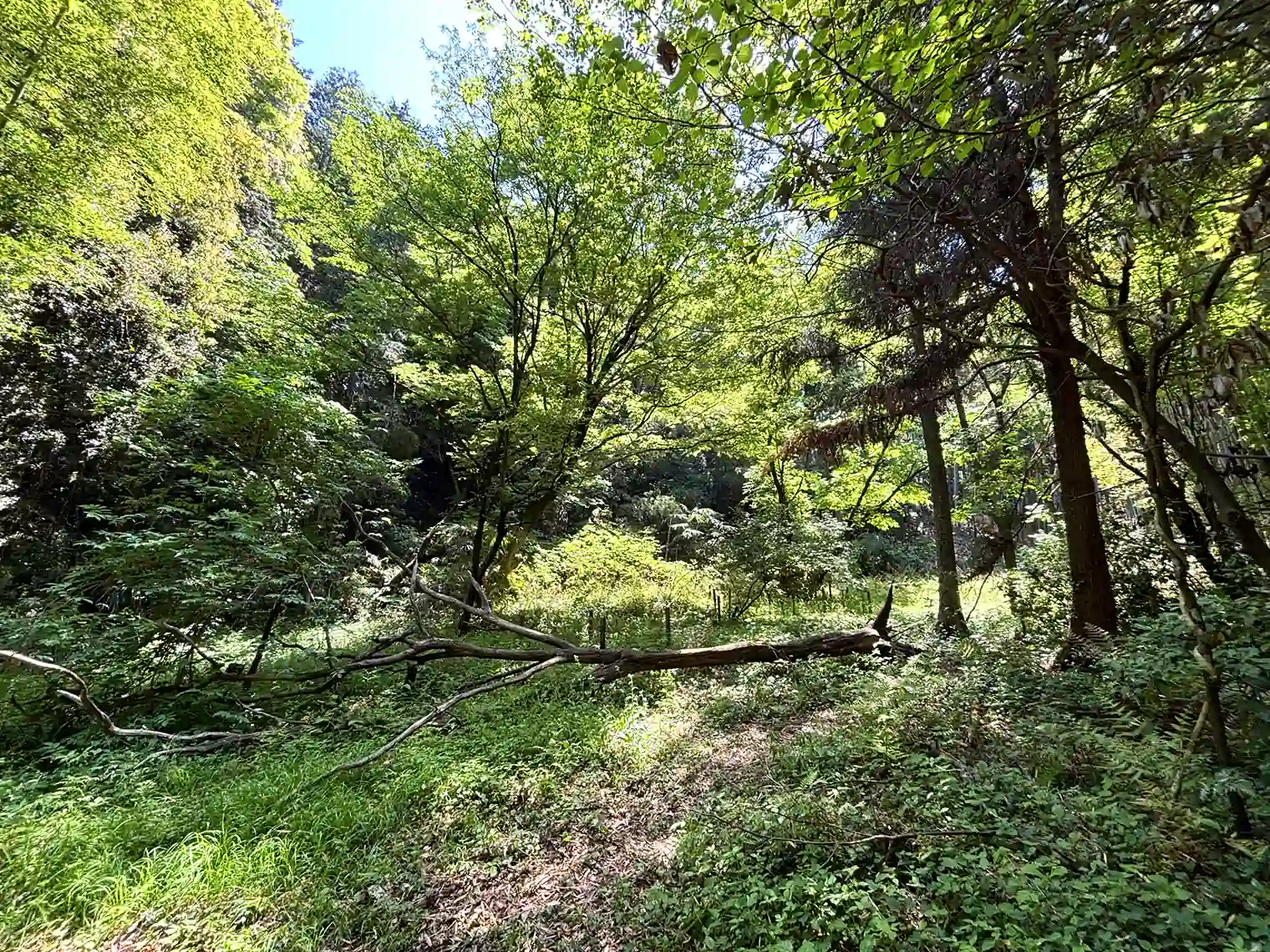堰の谷戸付近山道