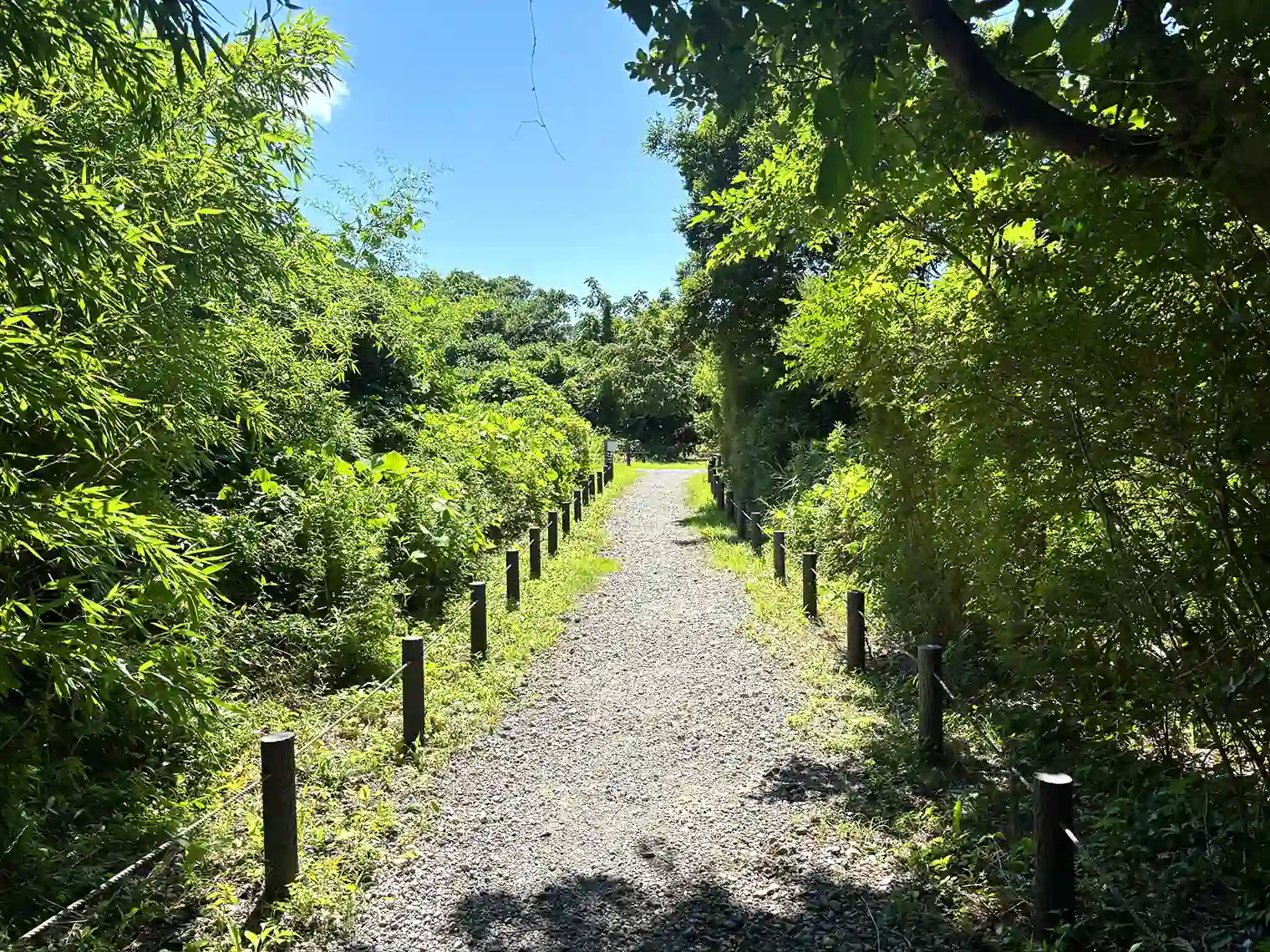 せせらぎの森