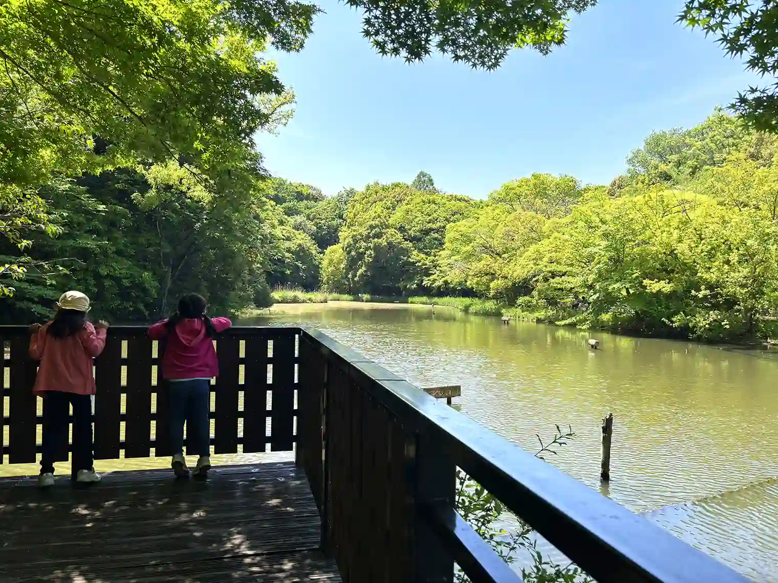 鴨池のウッドデッキ