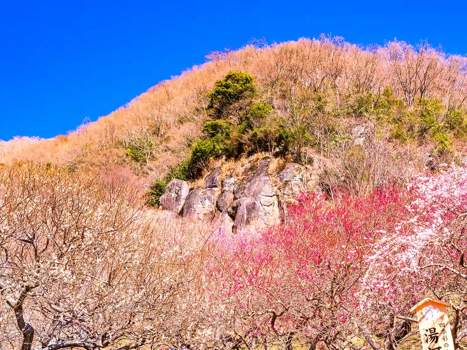 湯河原梅林［PIXTA画像］