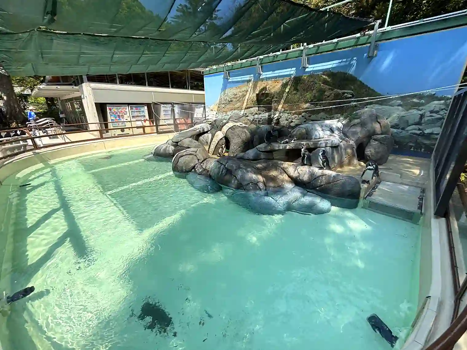 フンボルトペンギン
