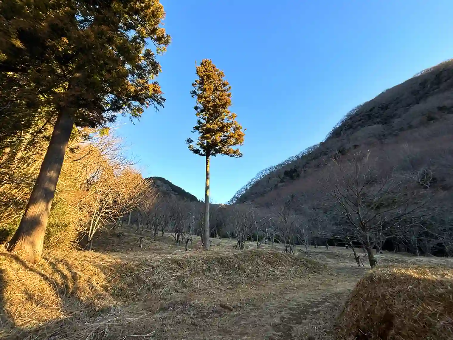 森の中
