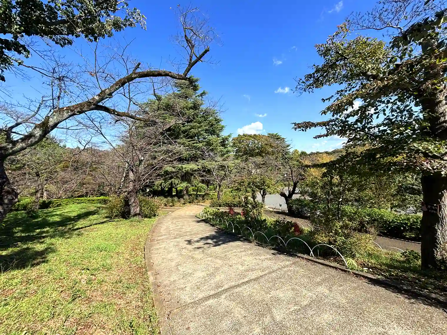 桜山の散策路