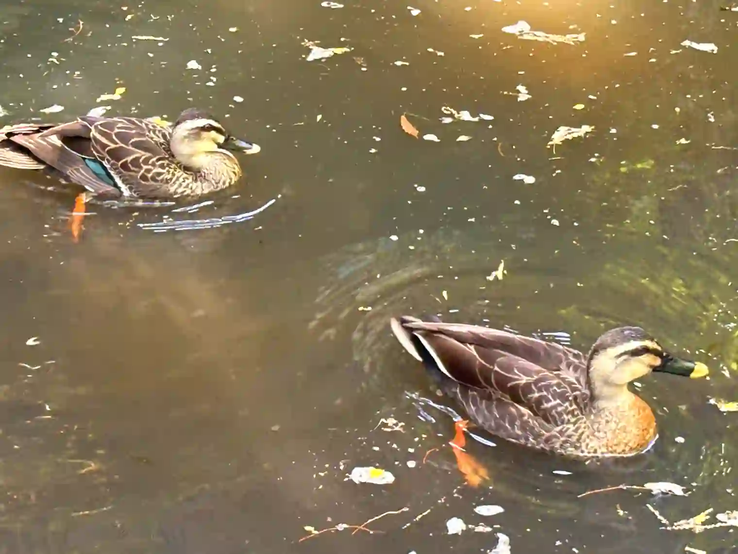 鴨池公園の鴨