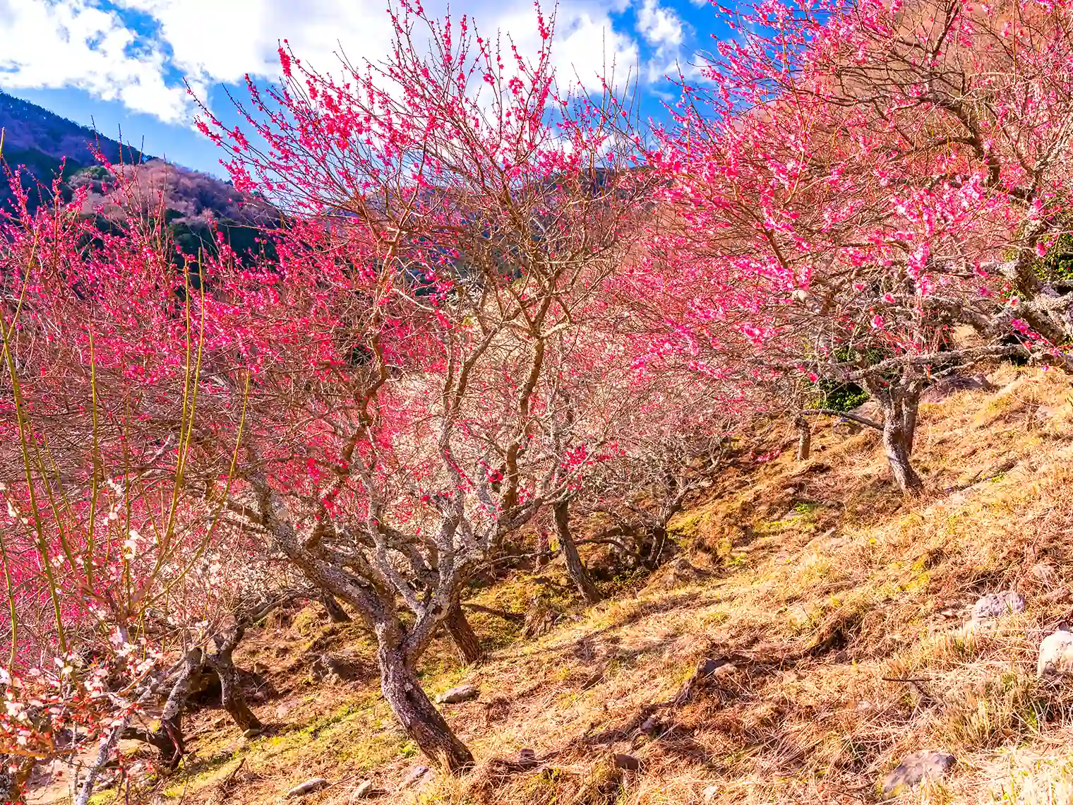 湯河原梅林（画像提供：PIXTA）