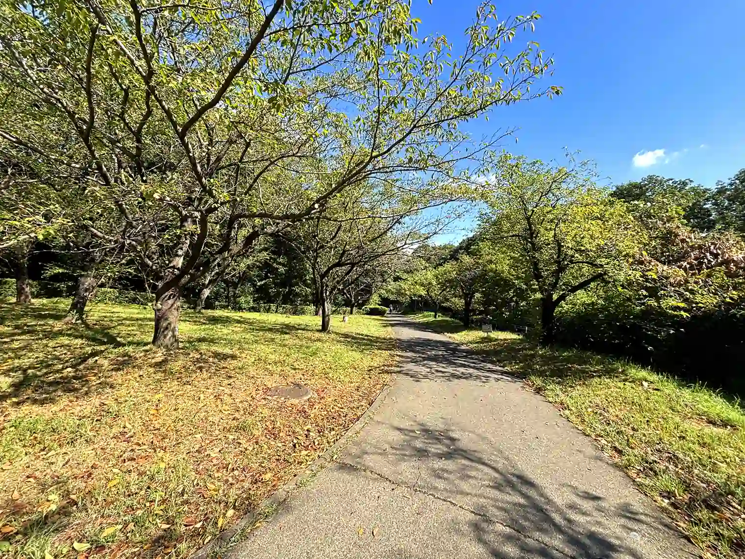 遊歩道