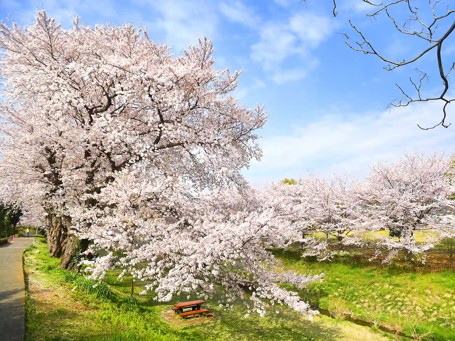 鳩川両側に咲く桜［PIXTA画像］