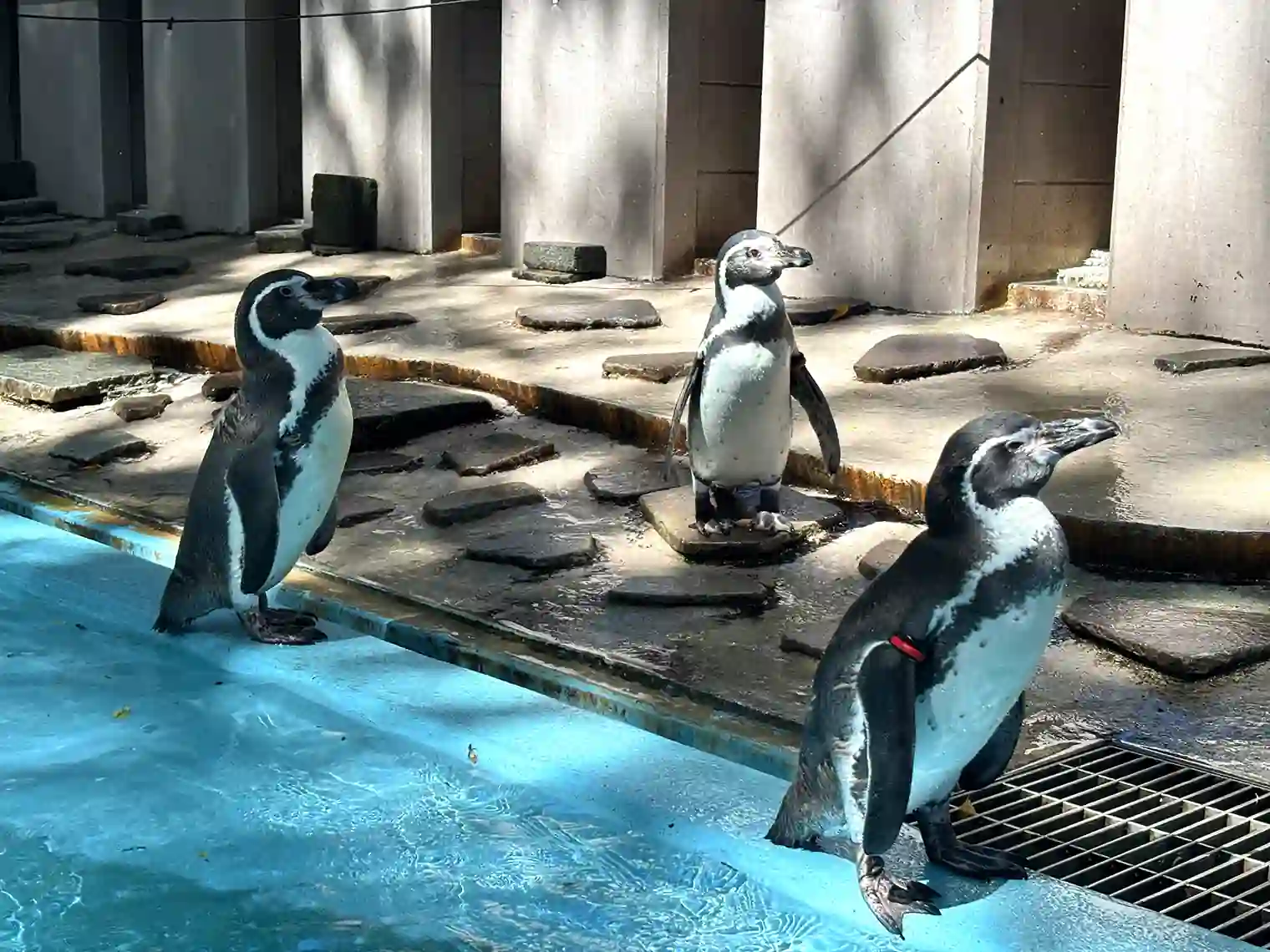 フンボルトペンギン