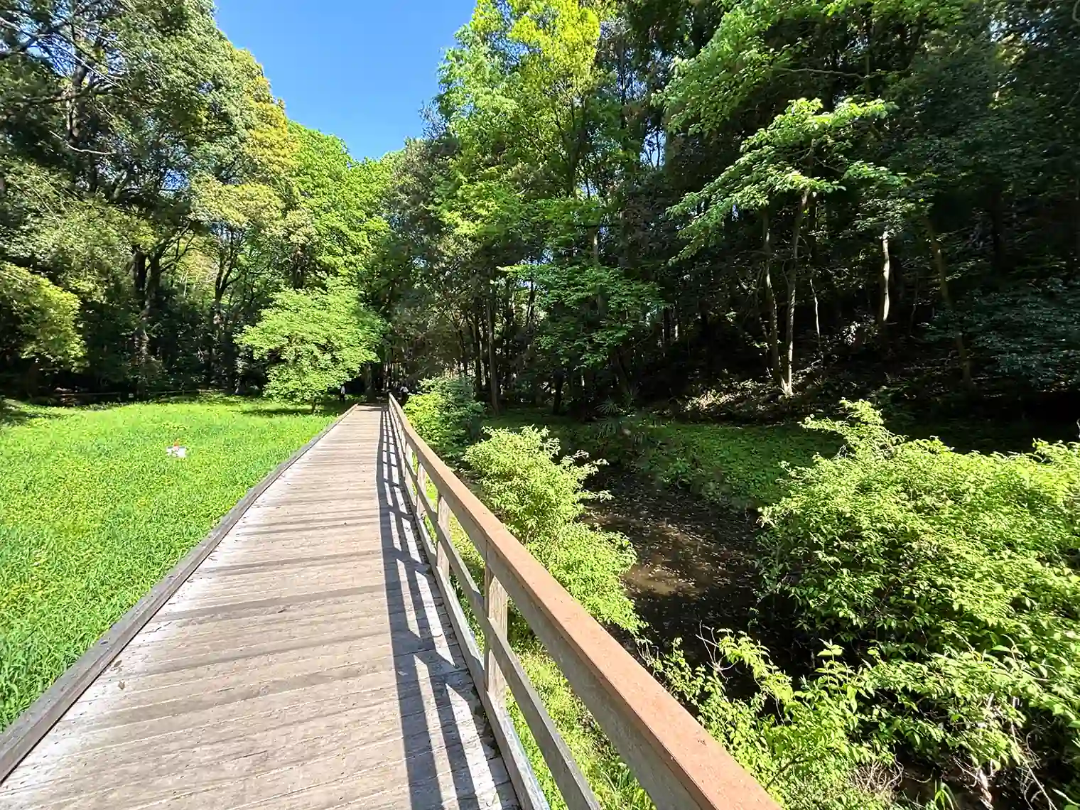 湿生植物園の木製遊歩道