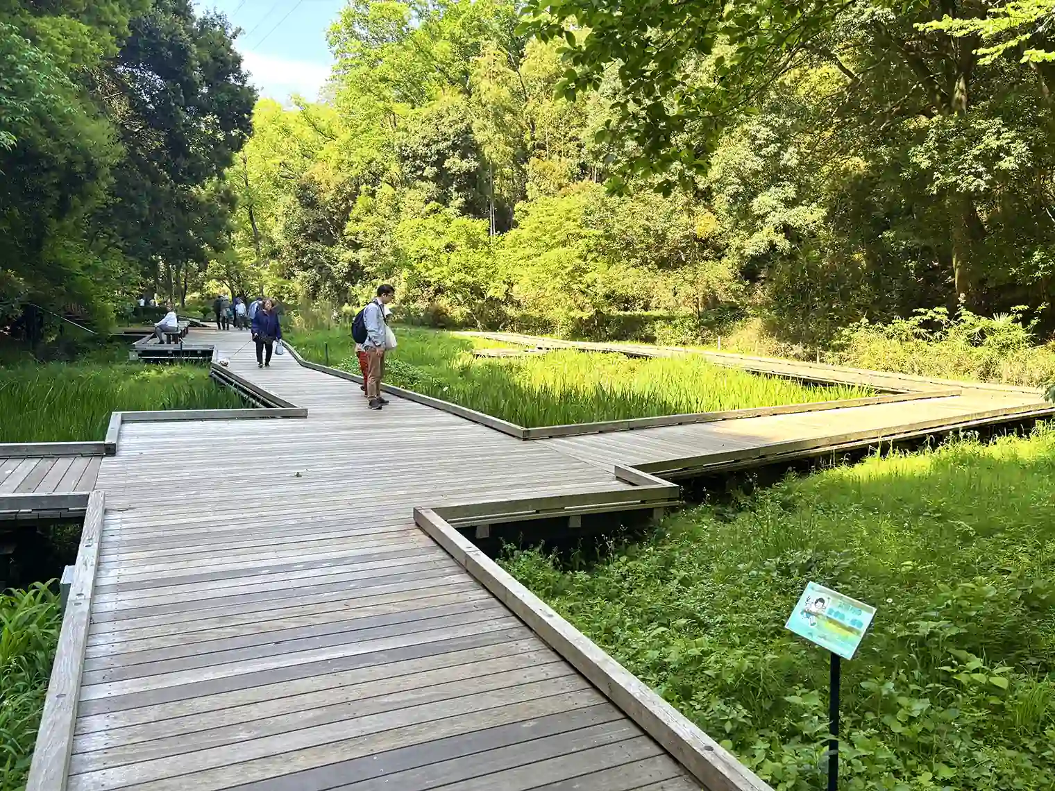 湿生植物園の木製遊歩道