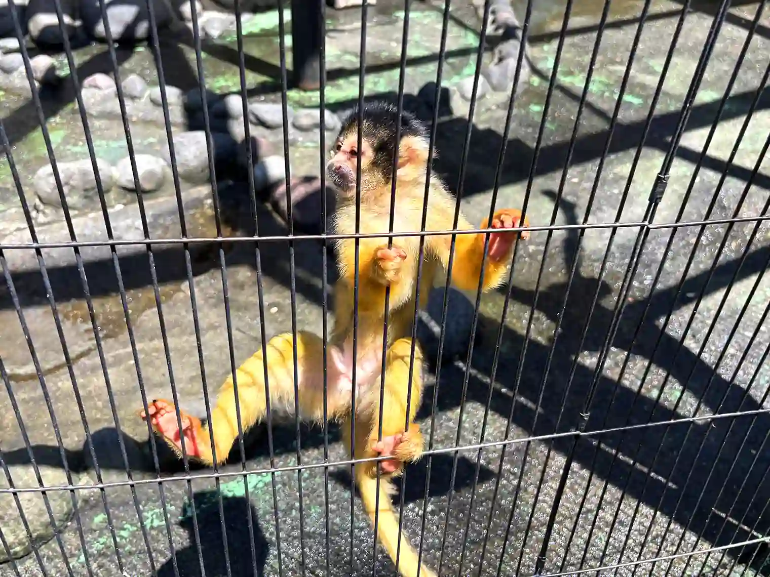 コモンリスザル