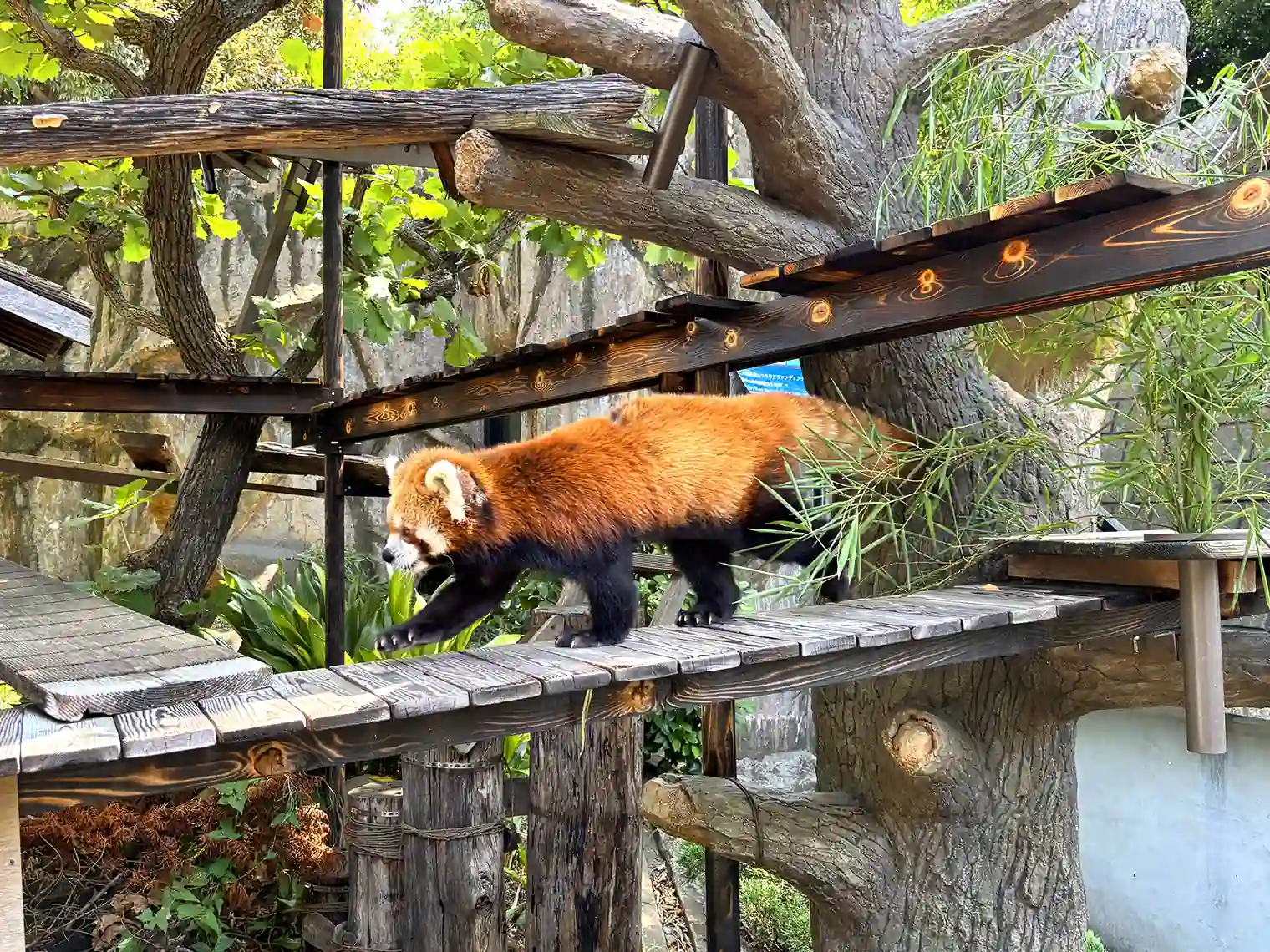 レッサーパンダ（野毛山動物園）［PIXTA画像］