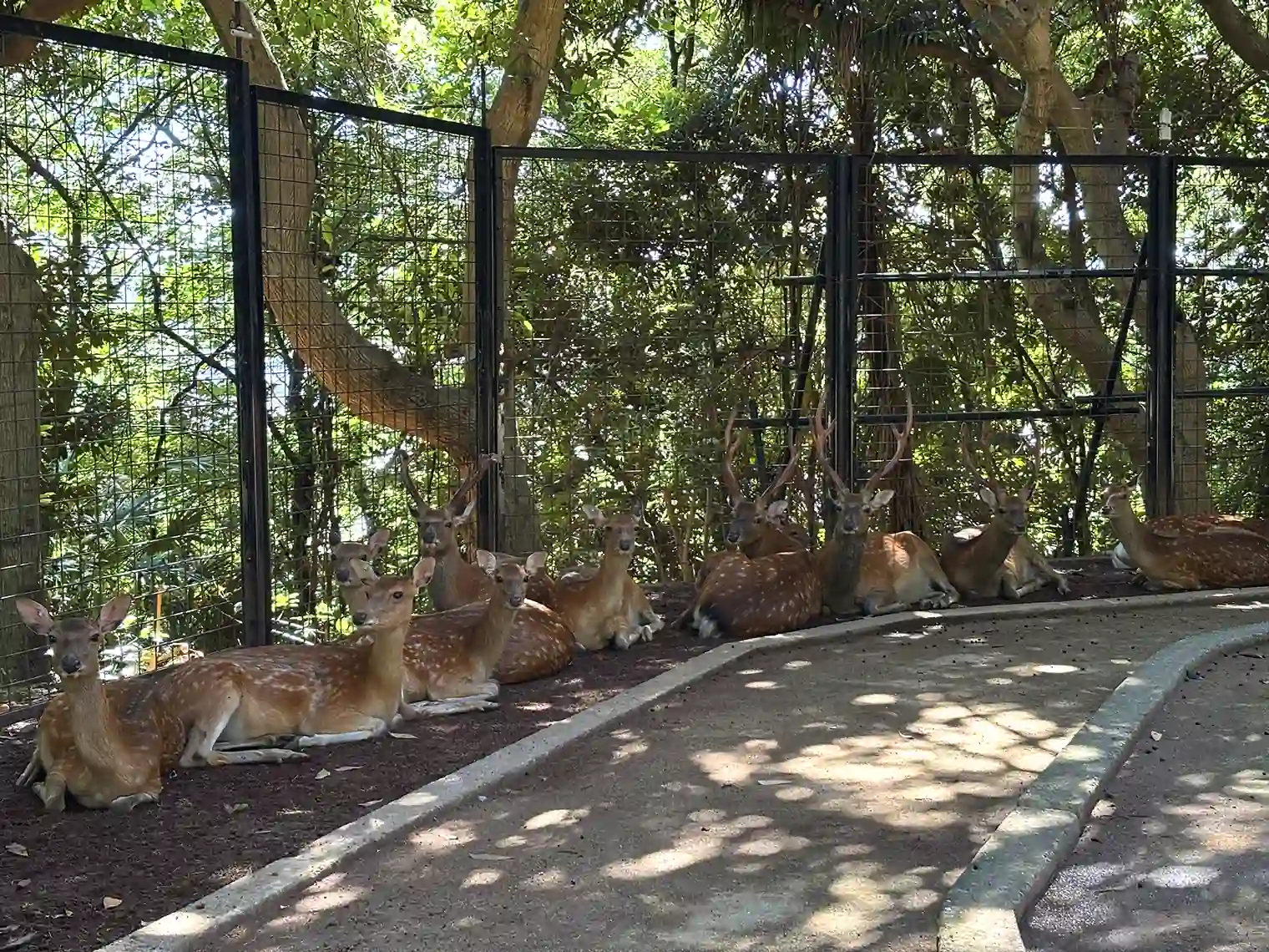 ホンシュウジカ