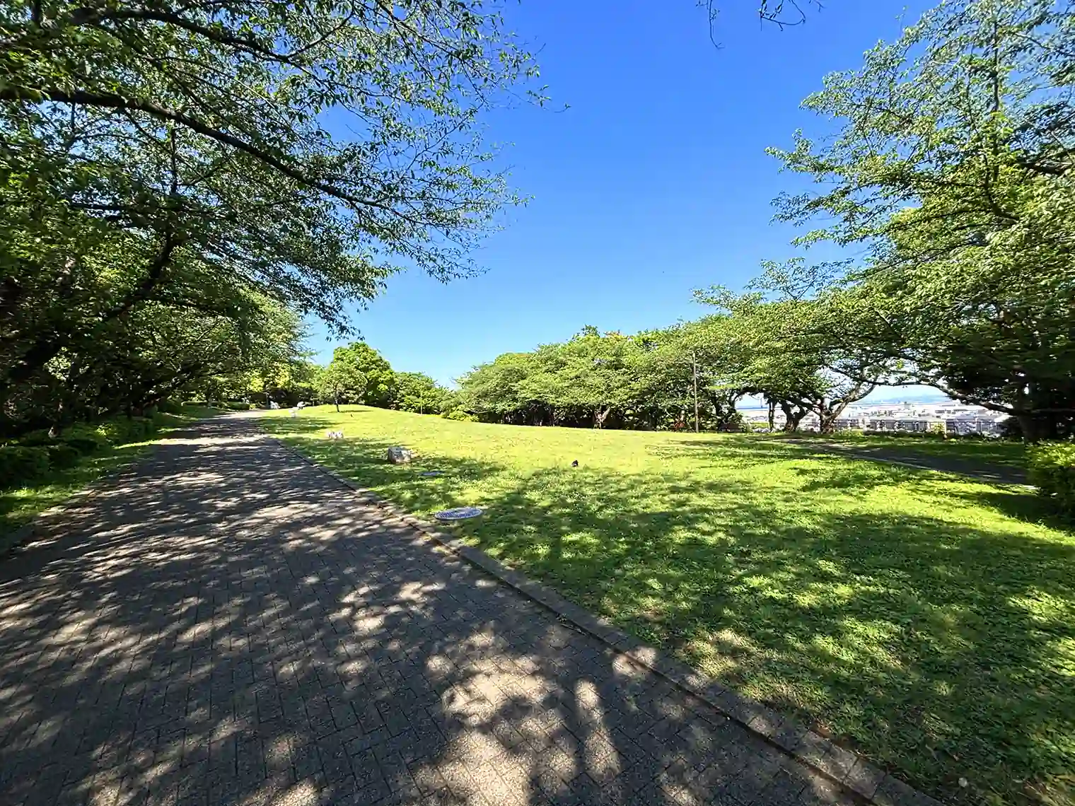 さくら広場