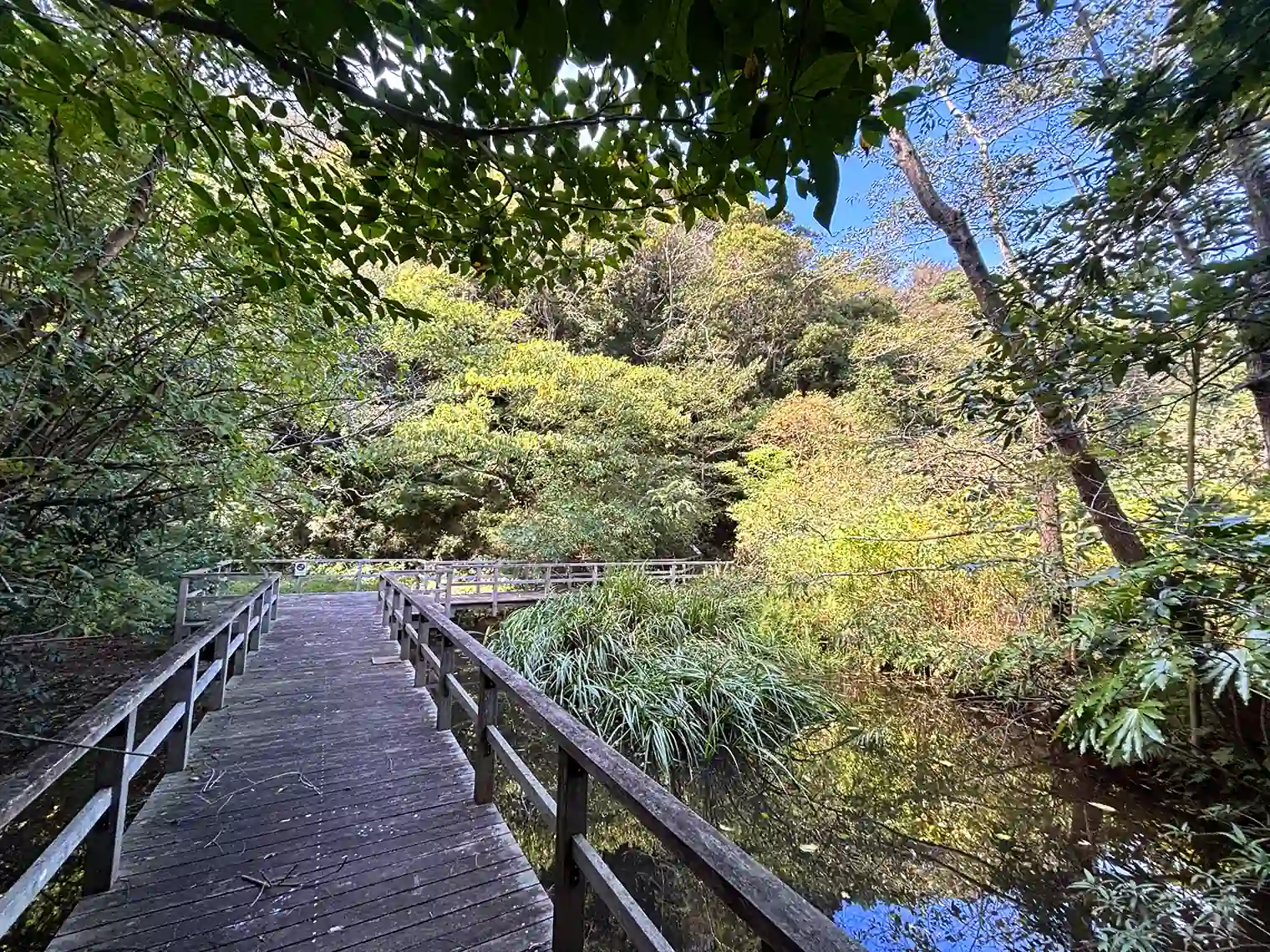 園内木製遊歩道