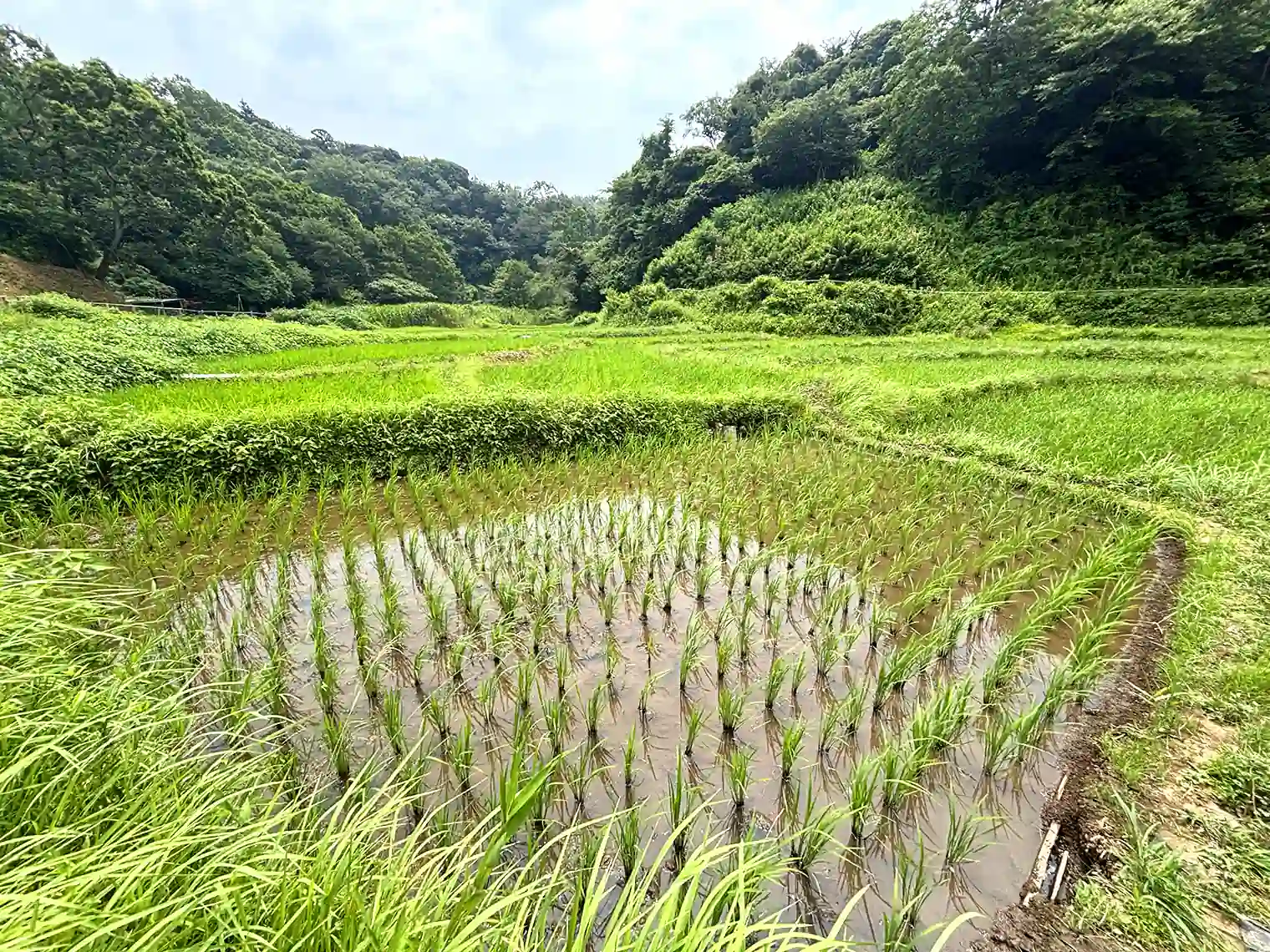 田んぼ
