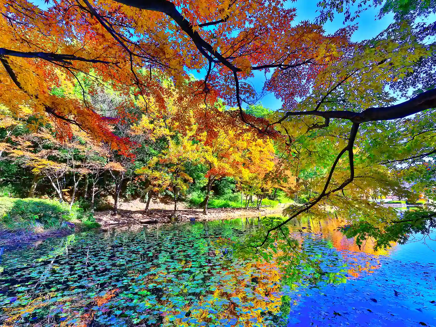 宮谷戸の大池と紅葉［PIXTA画像］