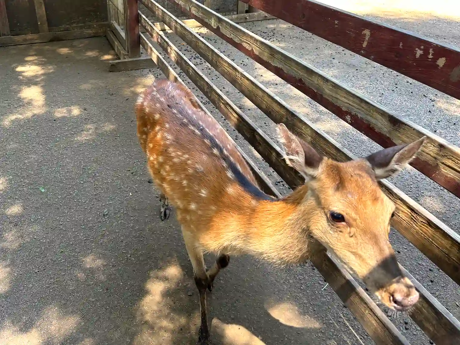 小鹿