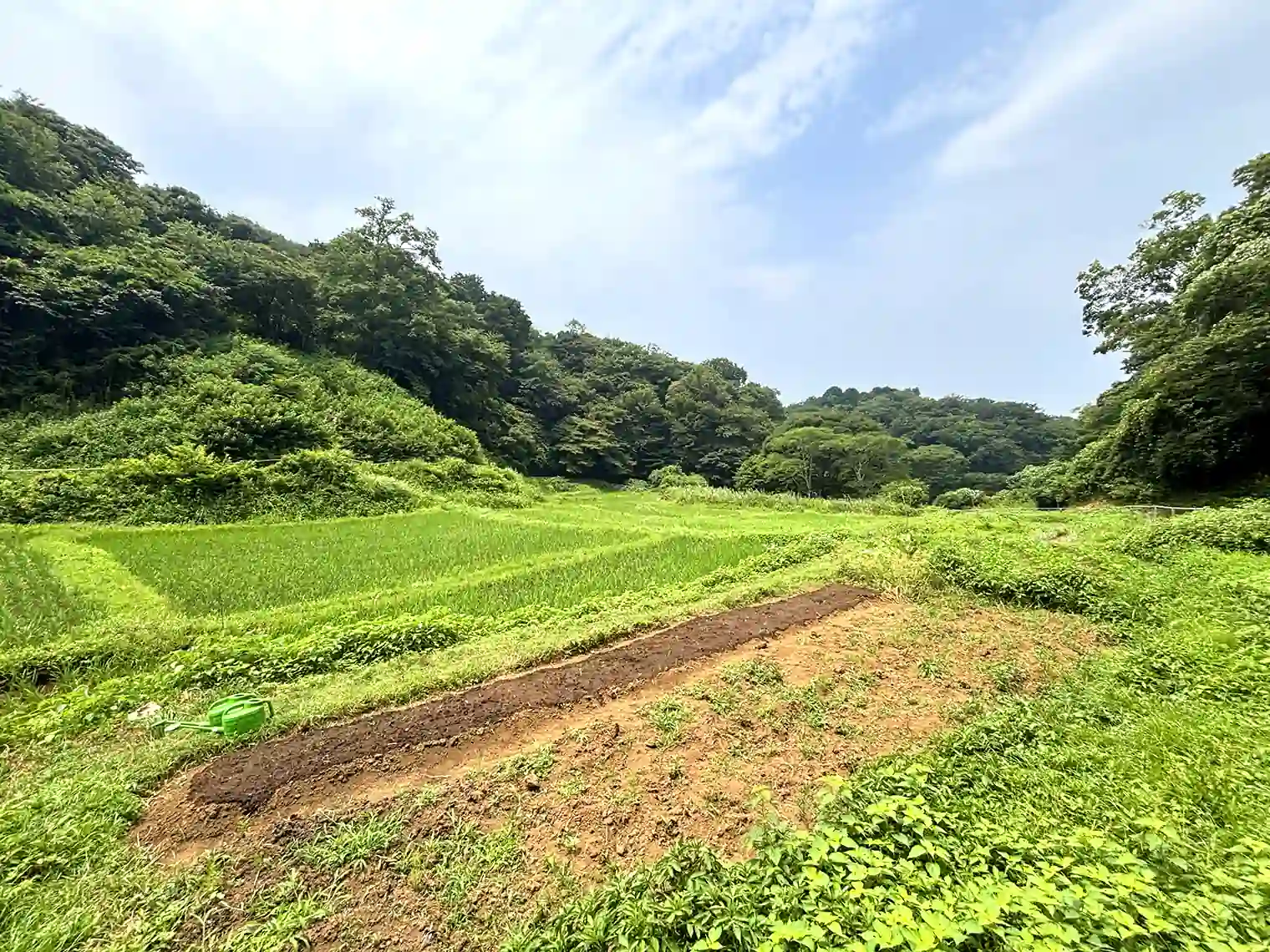 田んぼ