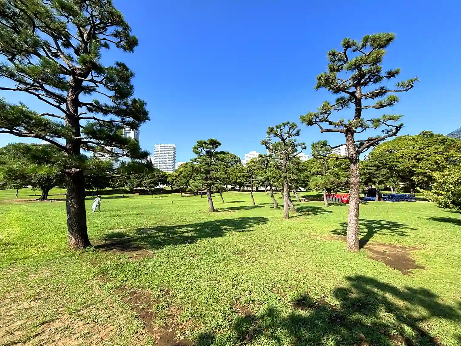 芝生広場の松