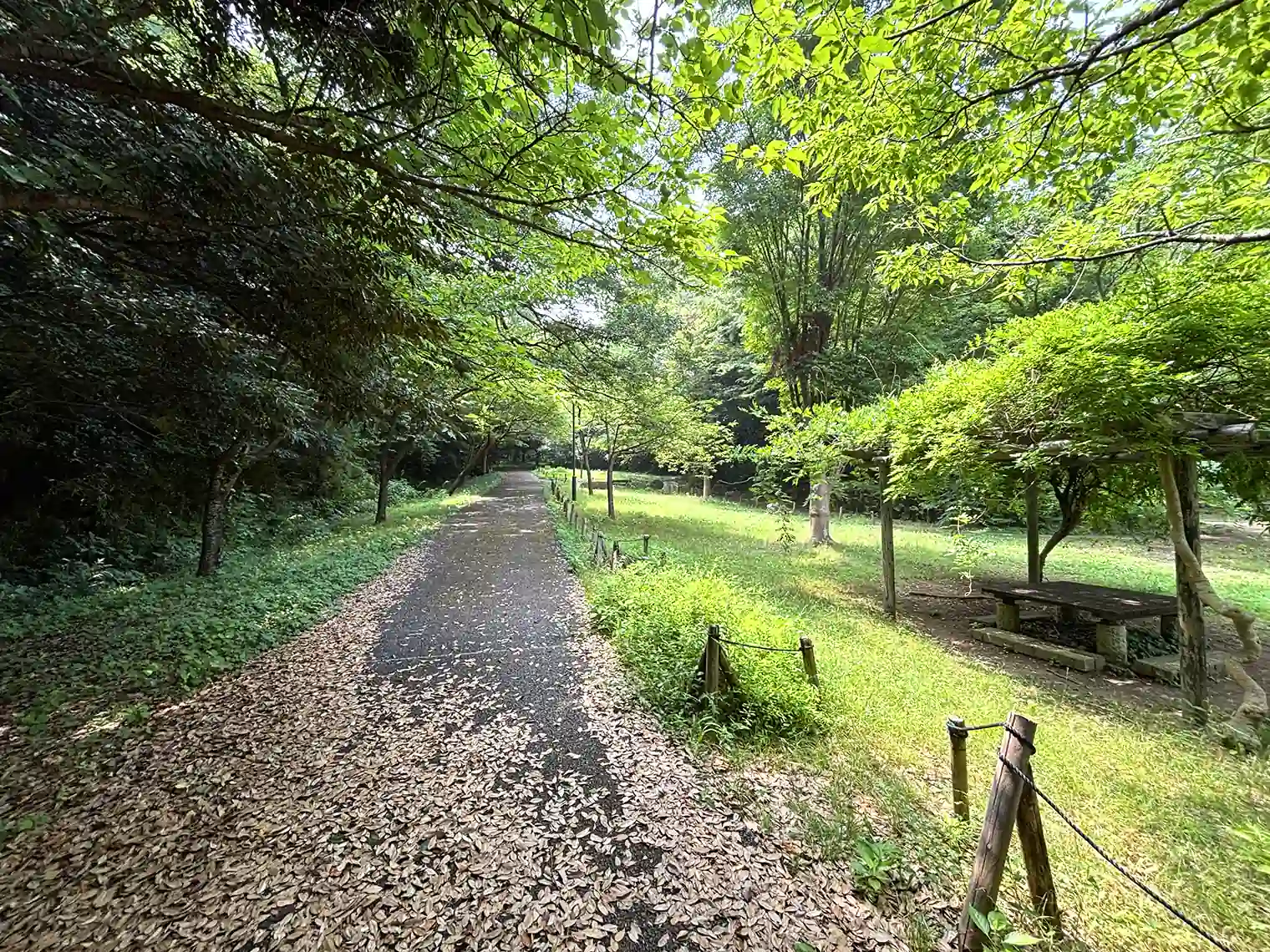 芝生広場横の遊歩道