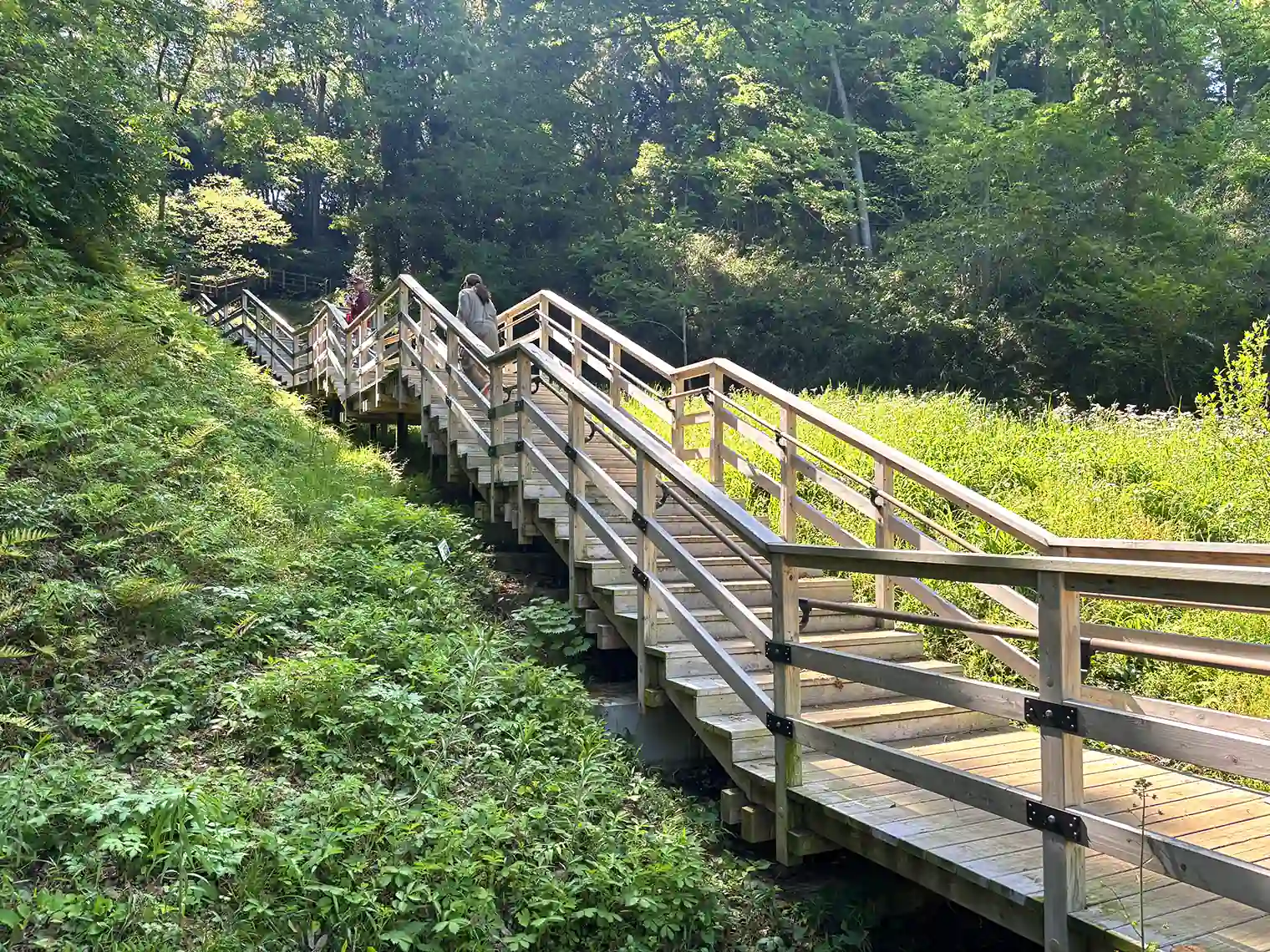 湿生植物園の木製階段
