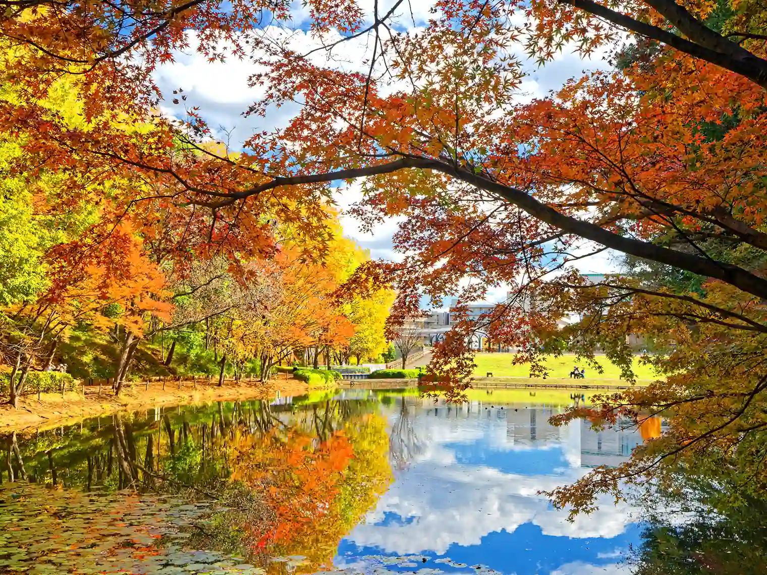 宮谷戸の大池と紅葉［PIXTA画像］