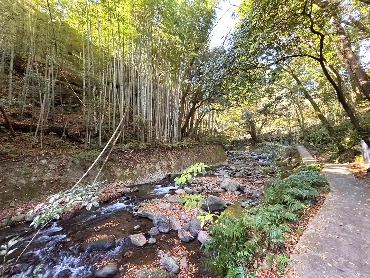 千歳川と竹林