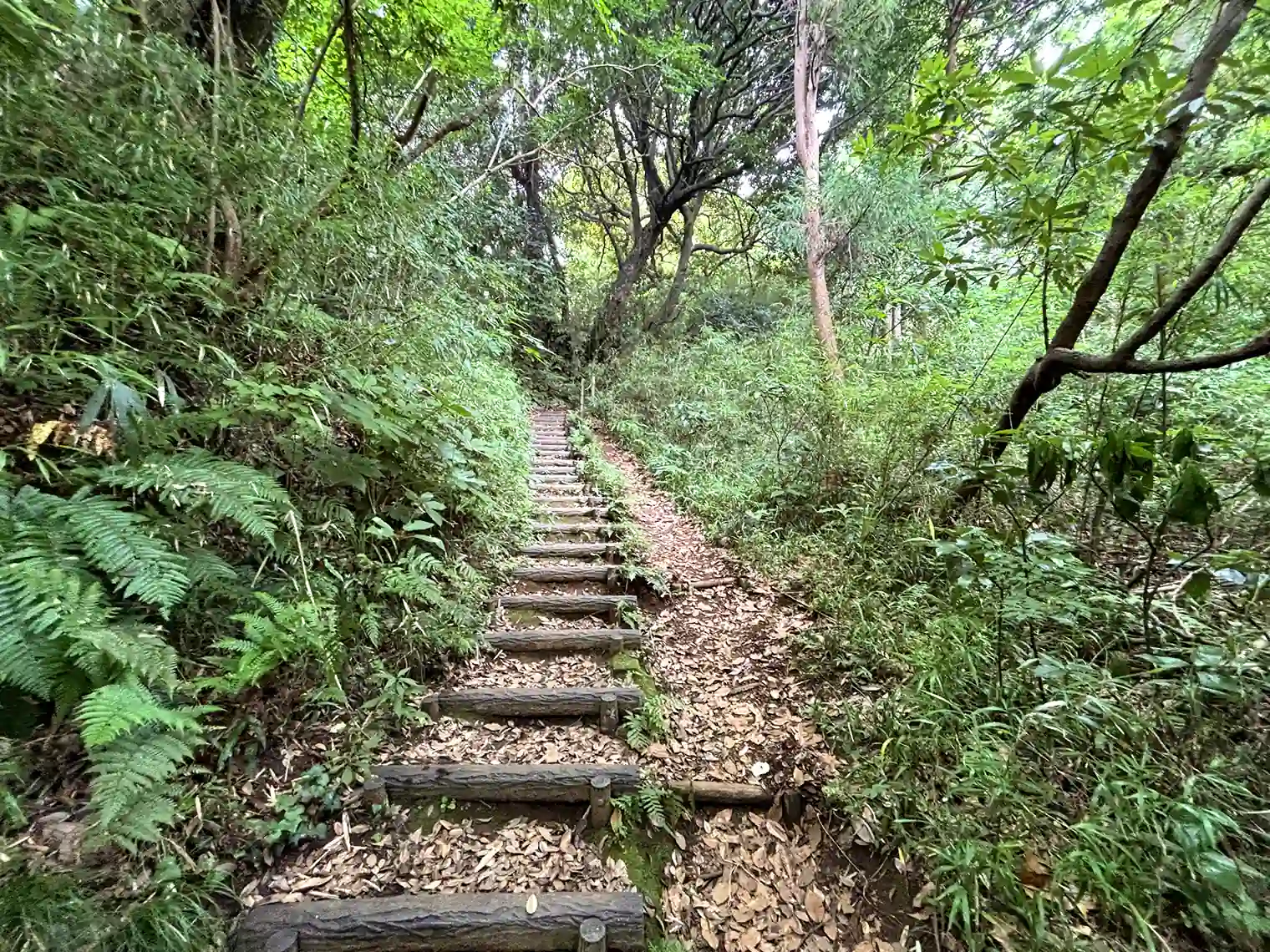 疎林広場へ向かう山道