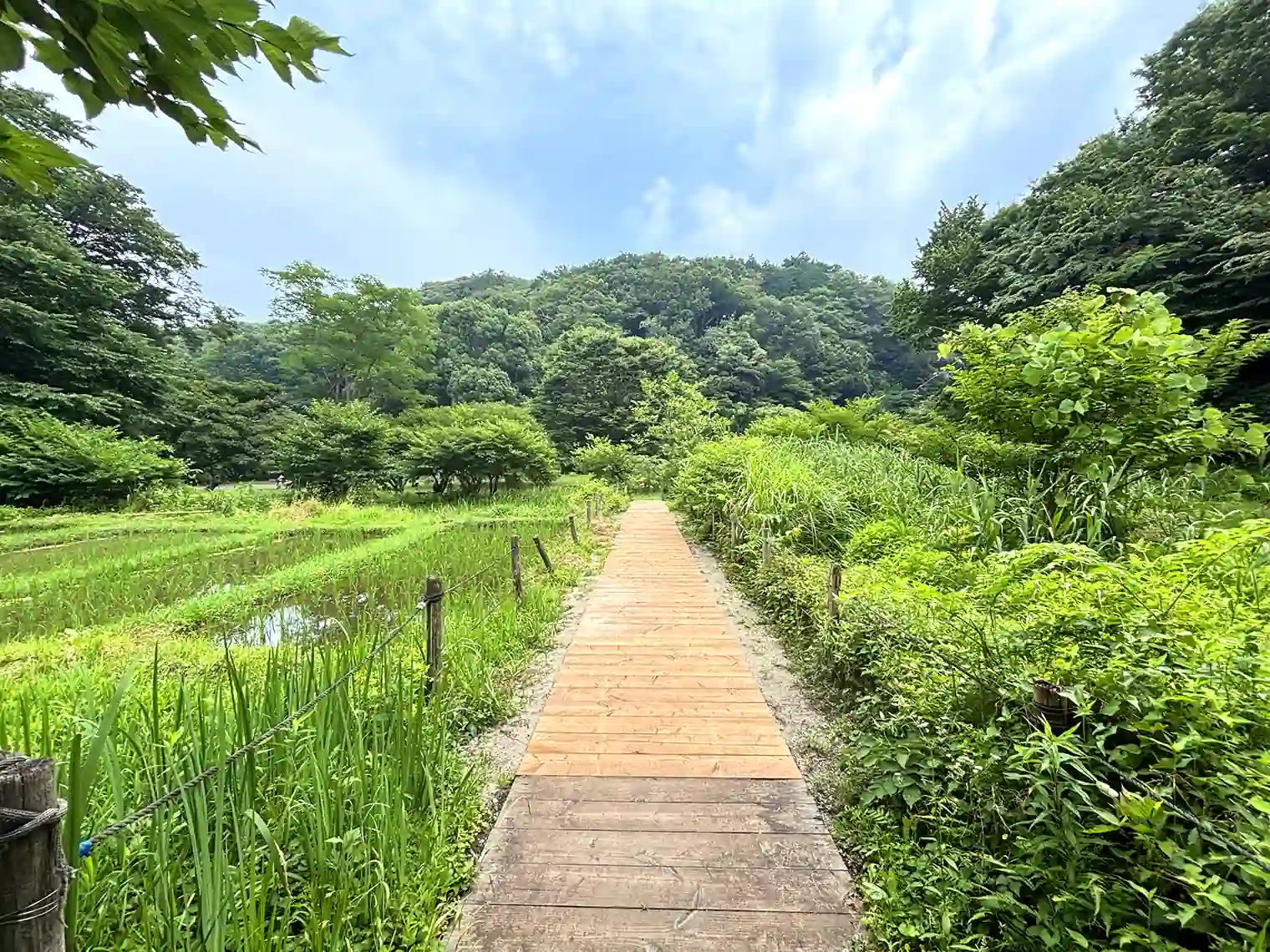 木製遊歩道