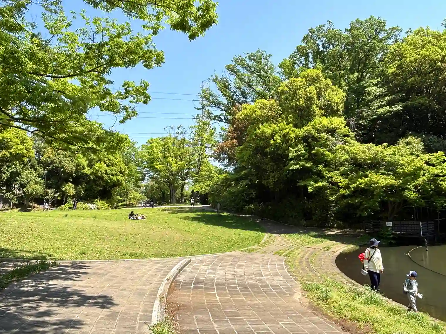 鴨池横の芝生