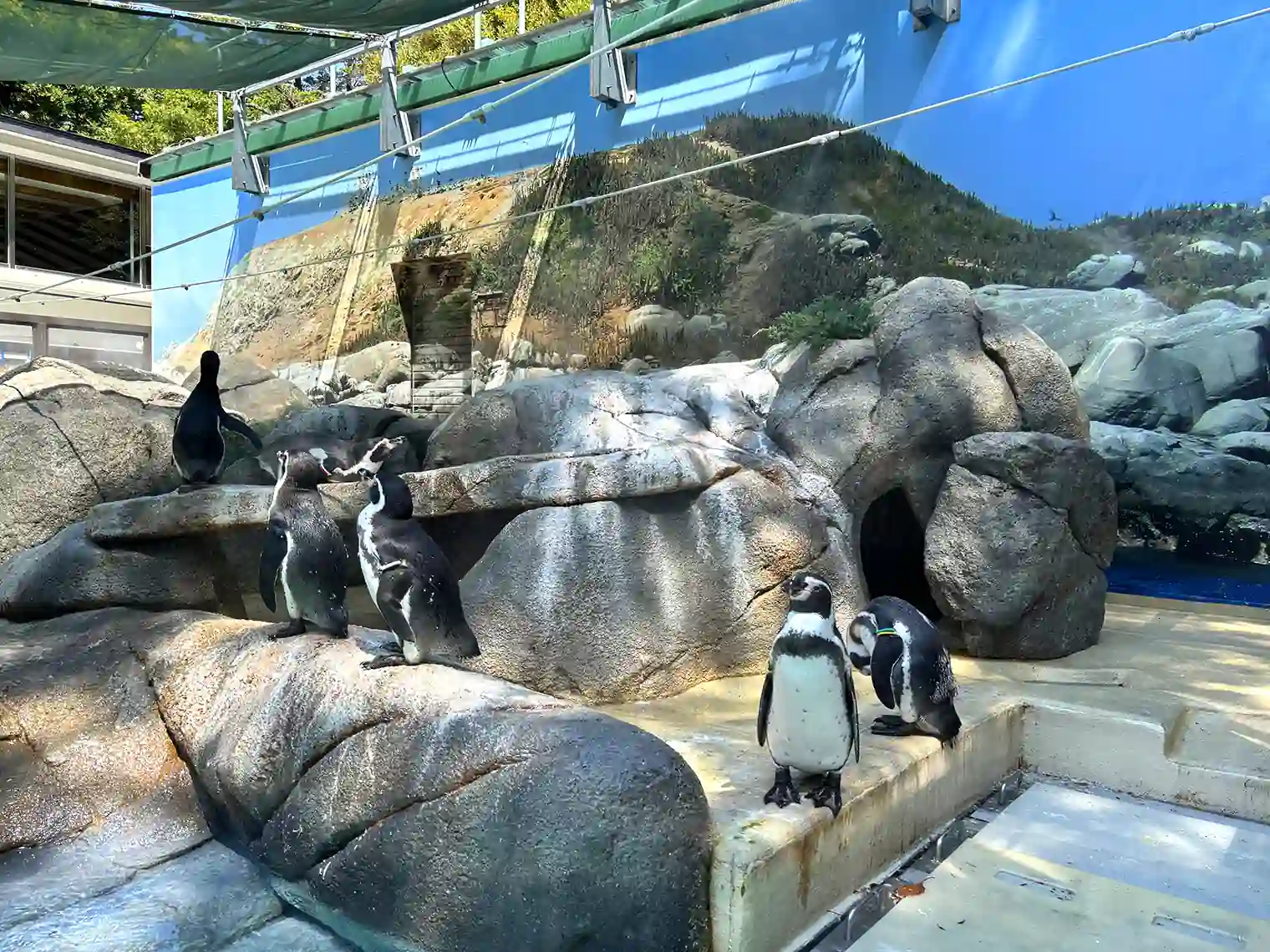 フンボルトペンギン