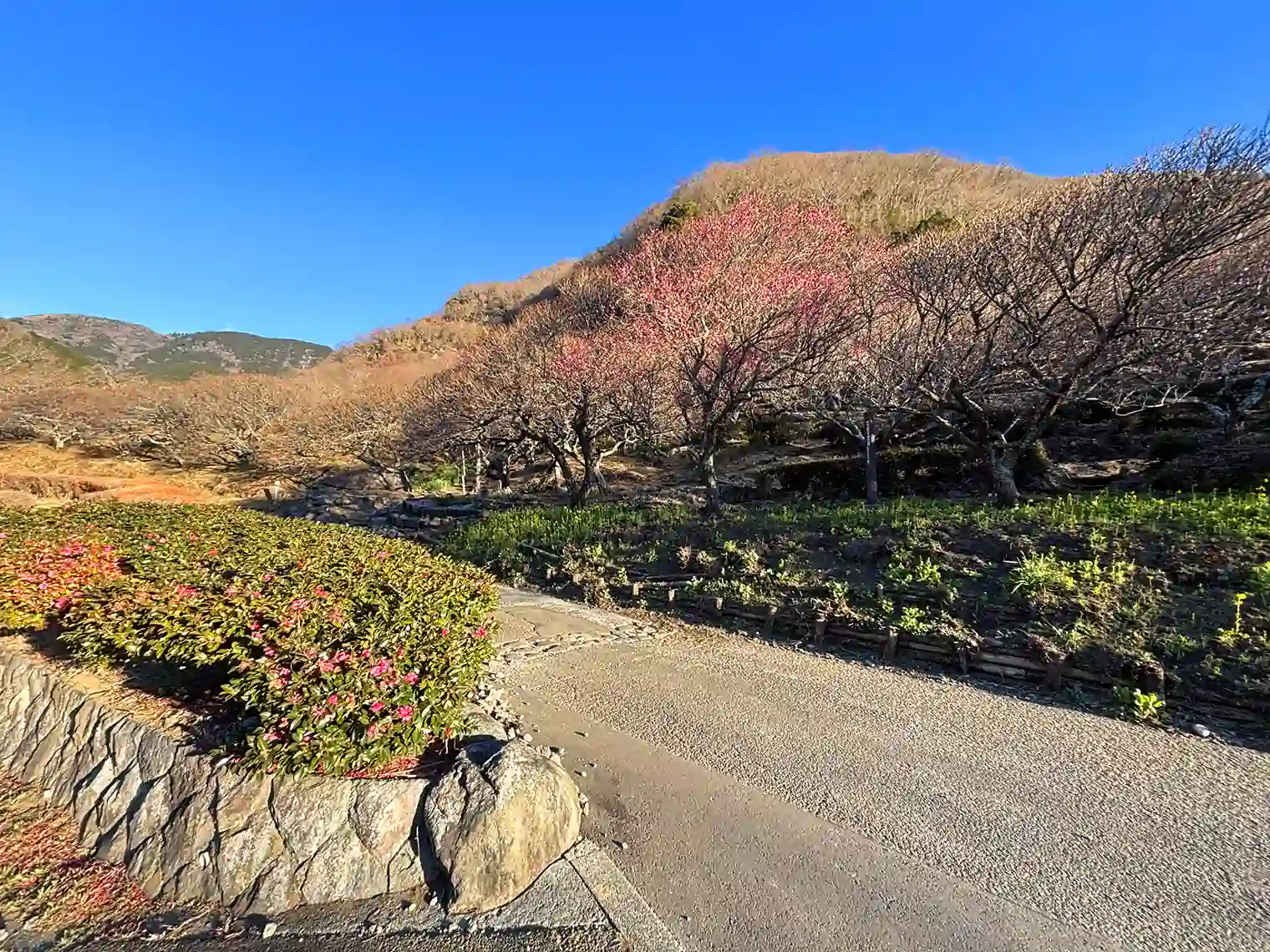 湯河原梅林前の遊歩道