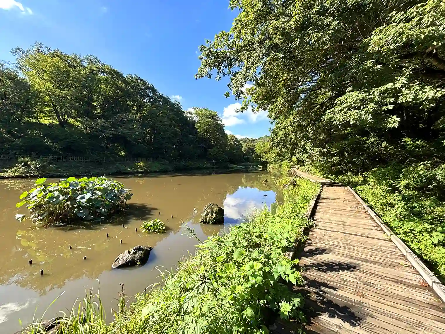 はす池と木道