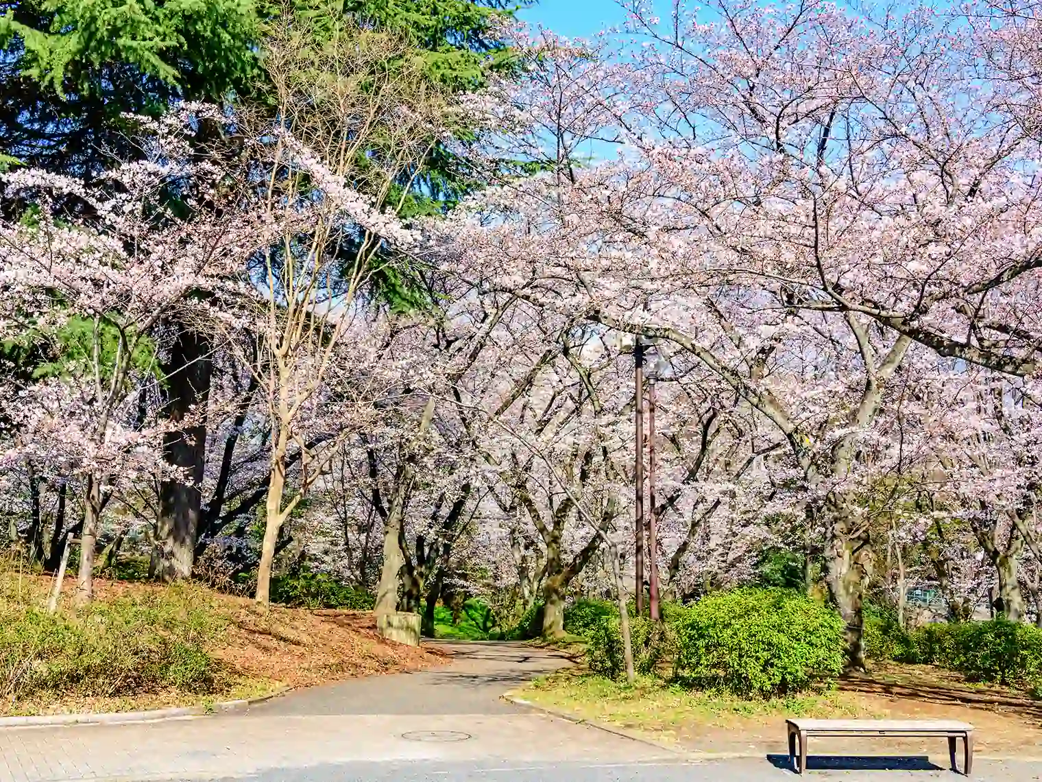公園の桜［PIXTA画像］
