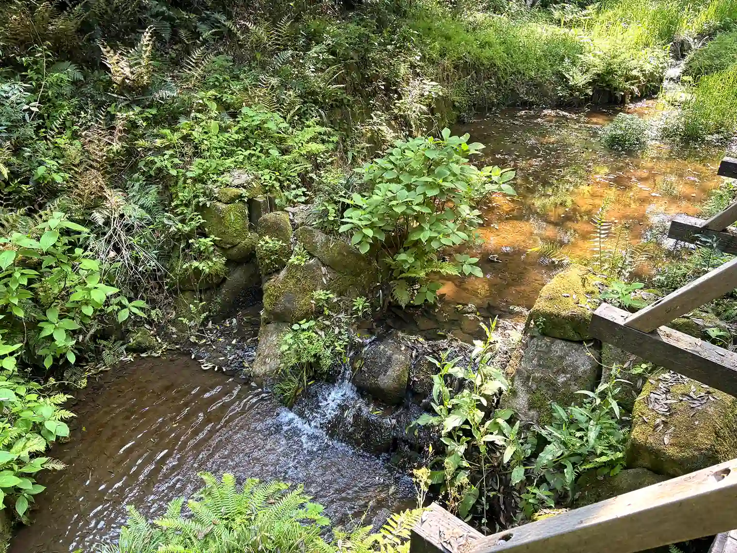 湿生樹林ゾーン前の小川