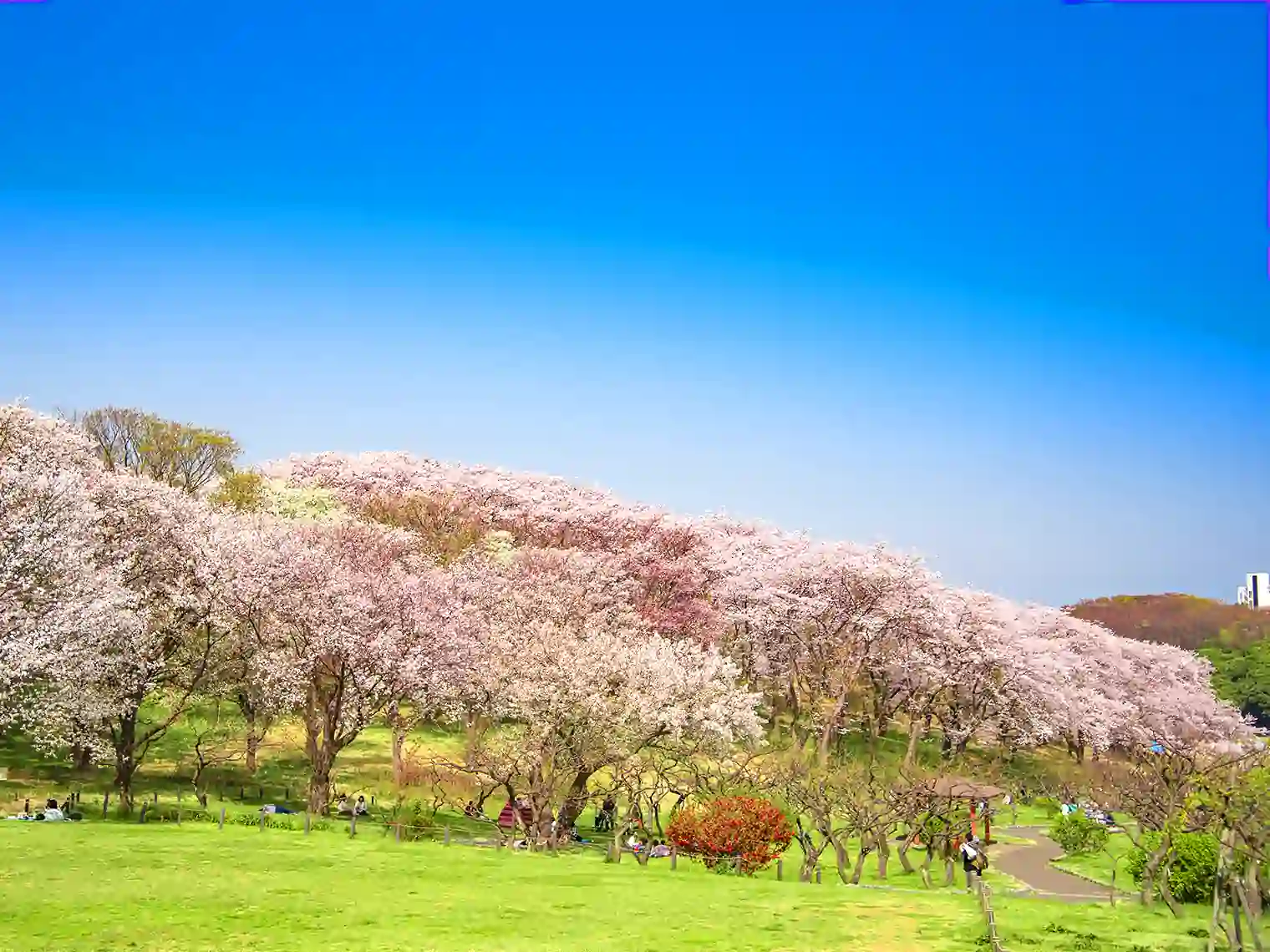 芝生広場と桜［PIXTA画像］