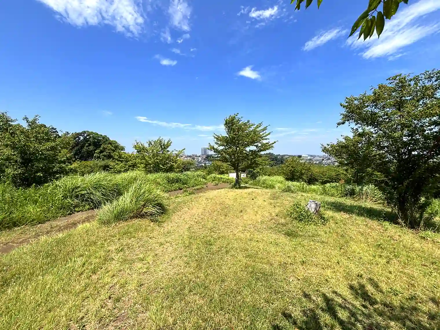 桜山頂上