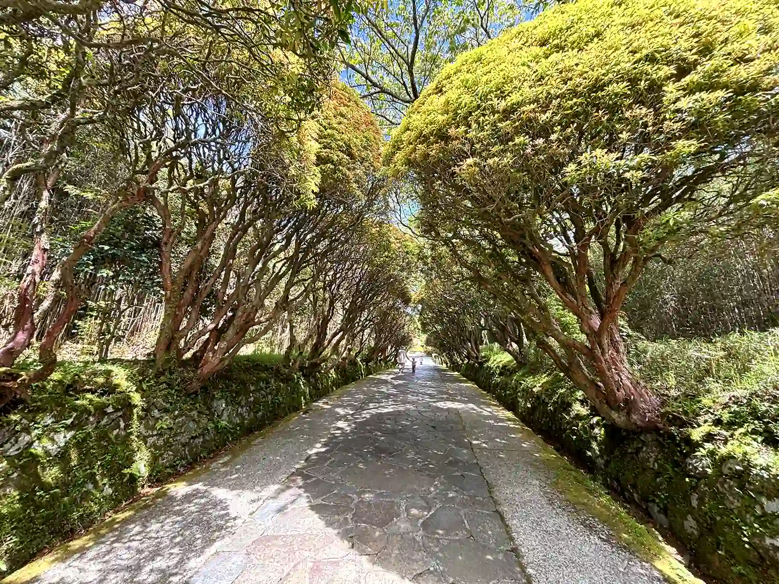 中央園路